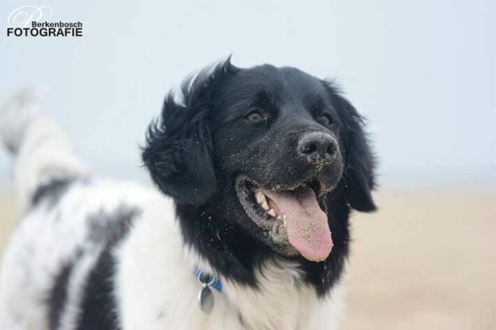 Rafi, november, 2020