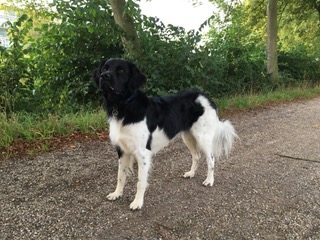 Stichting Zino Frieso