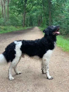 stichtingzinoDibbe3-225×300