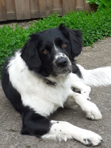 stichtingzino-Bauke-225×300