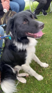 stichtingzino-Paeke-2-169×300