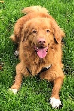 Stichting Zino Rossi