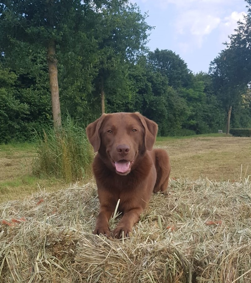 Stichting Zino Bucket