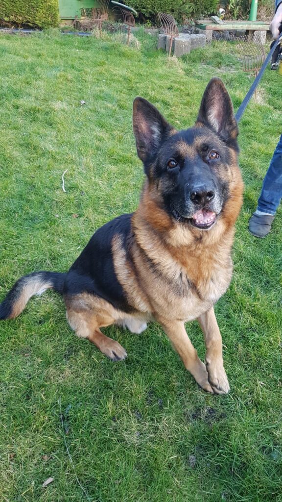 Stichting Zino Rocky