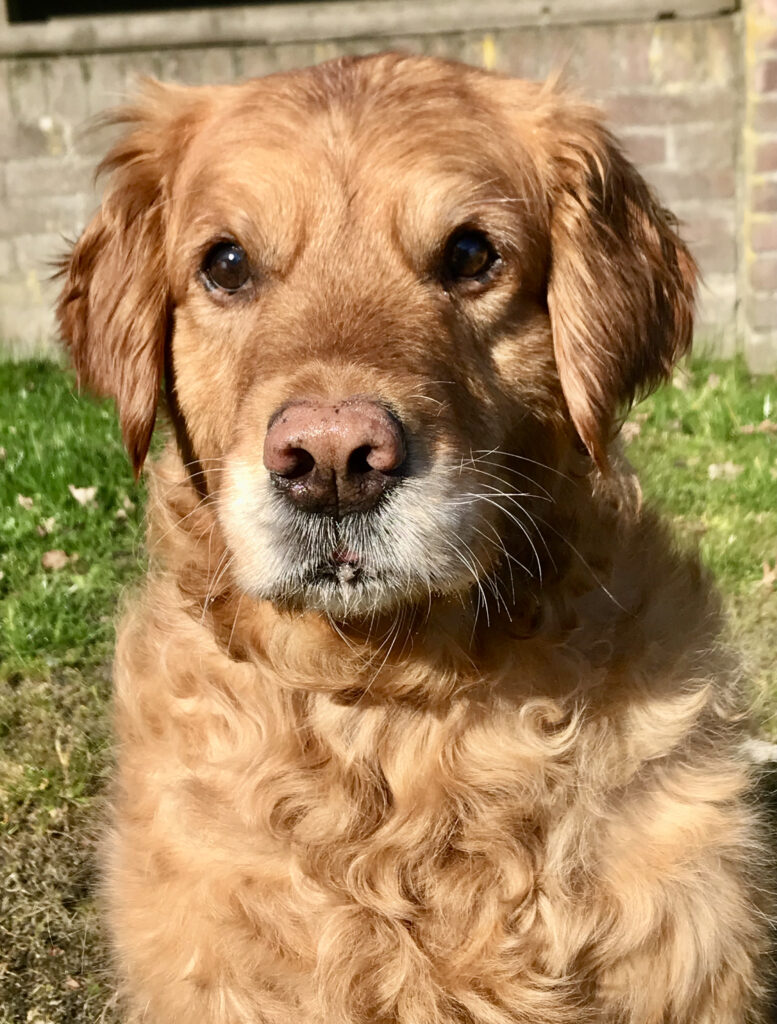 Stichting Zino Jayla