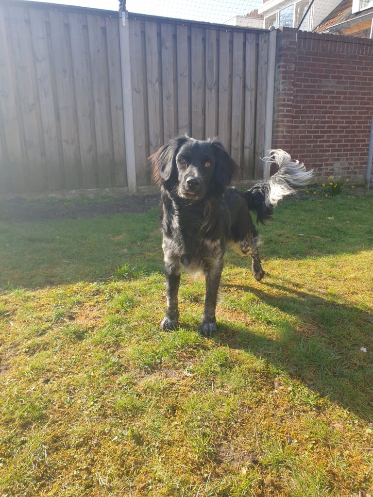 Stichting Zino Jente