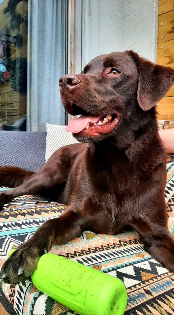 Stichting Zino Jamie