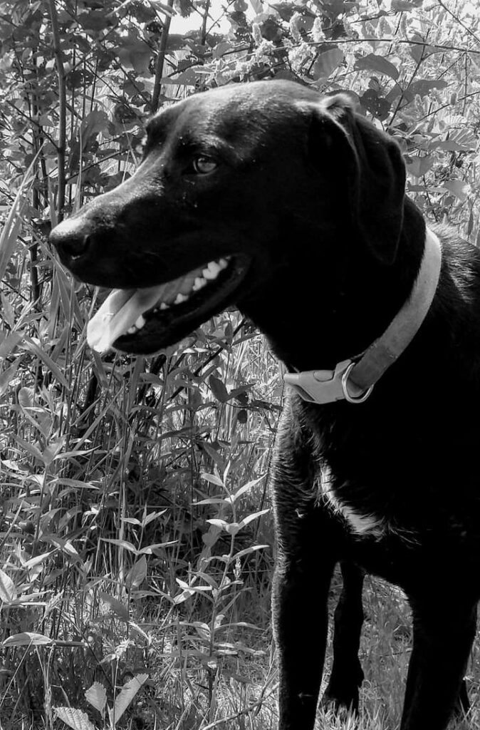 Stichting Zino Floor