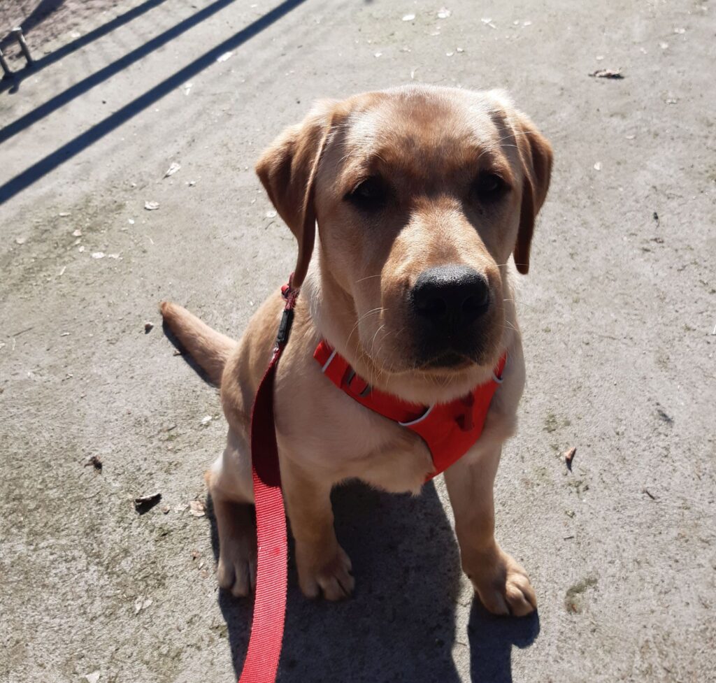 Stichting Zino Amber