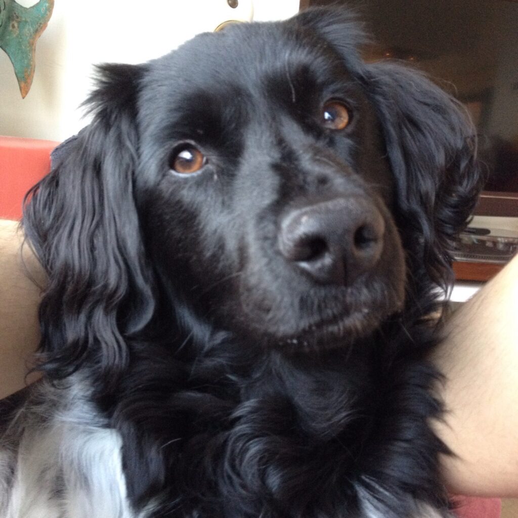 Stichting Zino Bernie