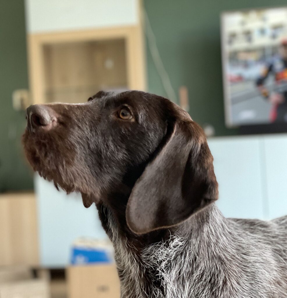 Stichting Zino Jinte