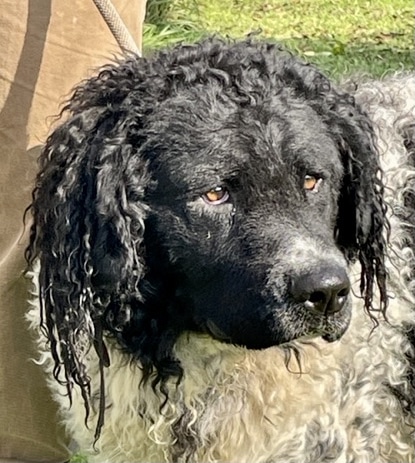 Stichting Zino Oliie