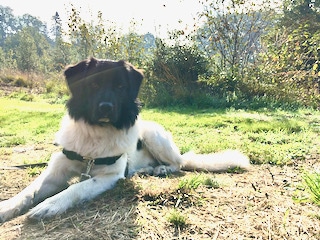 Stichting Zino Felix