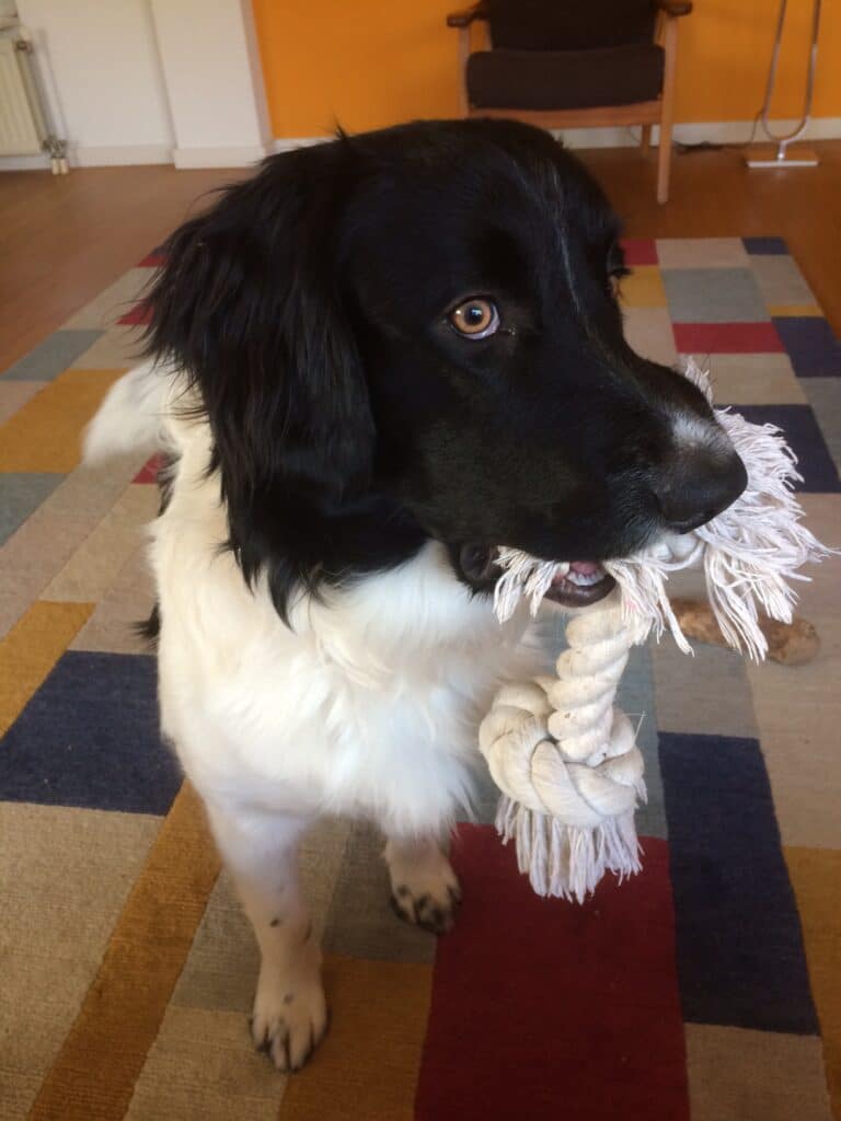 Stichting Zino Jacob