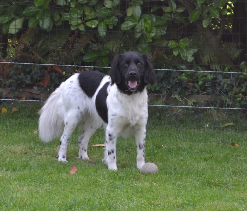 Stichting Zino Sylke