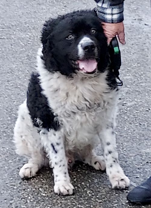 Stichting Zino Douwe