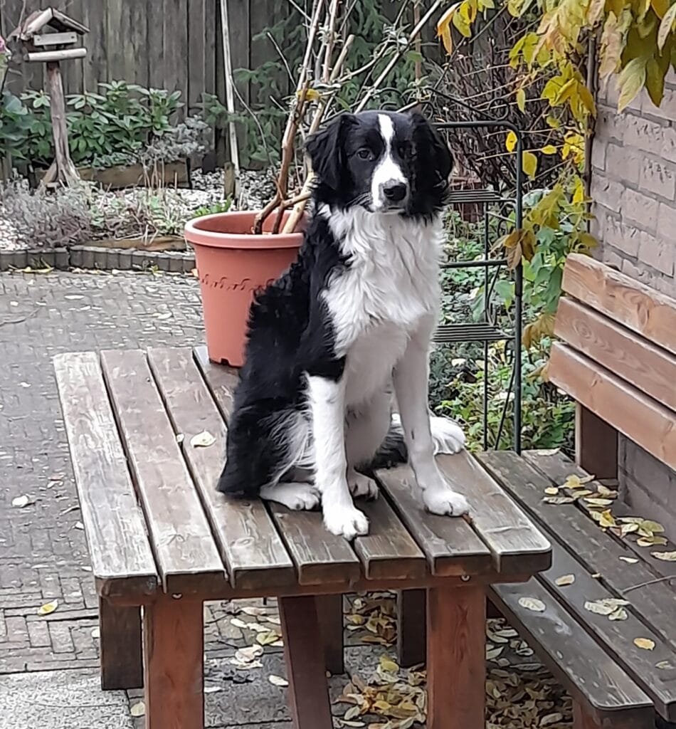 Stichting Zino Jacky