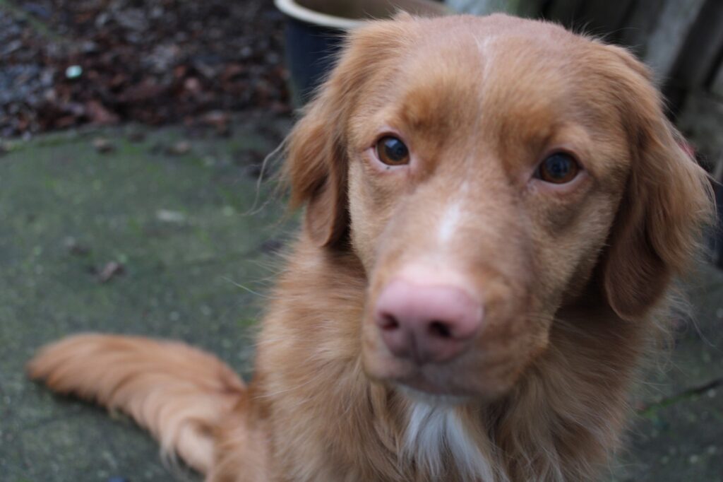 Stichting Zino Charlie