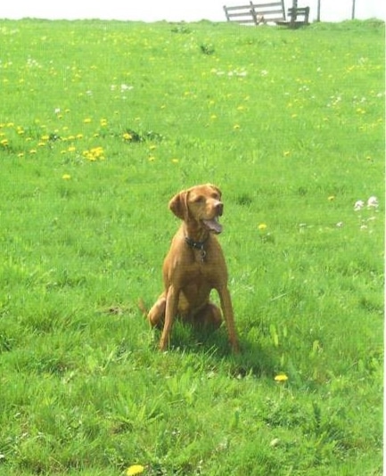 Stichting Zino Nouschka