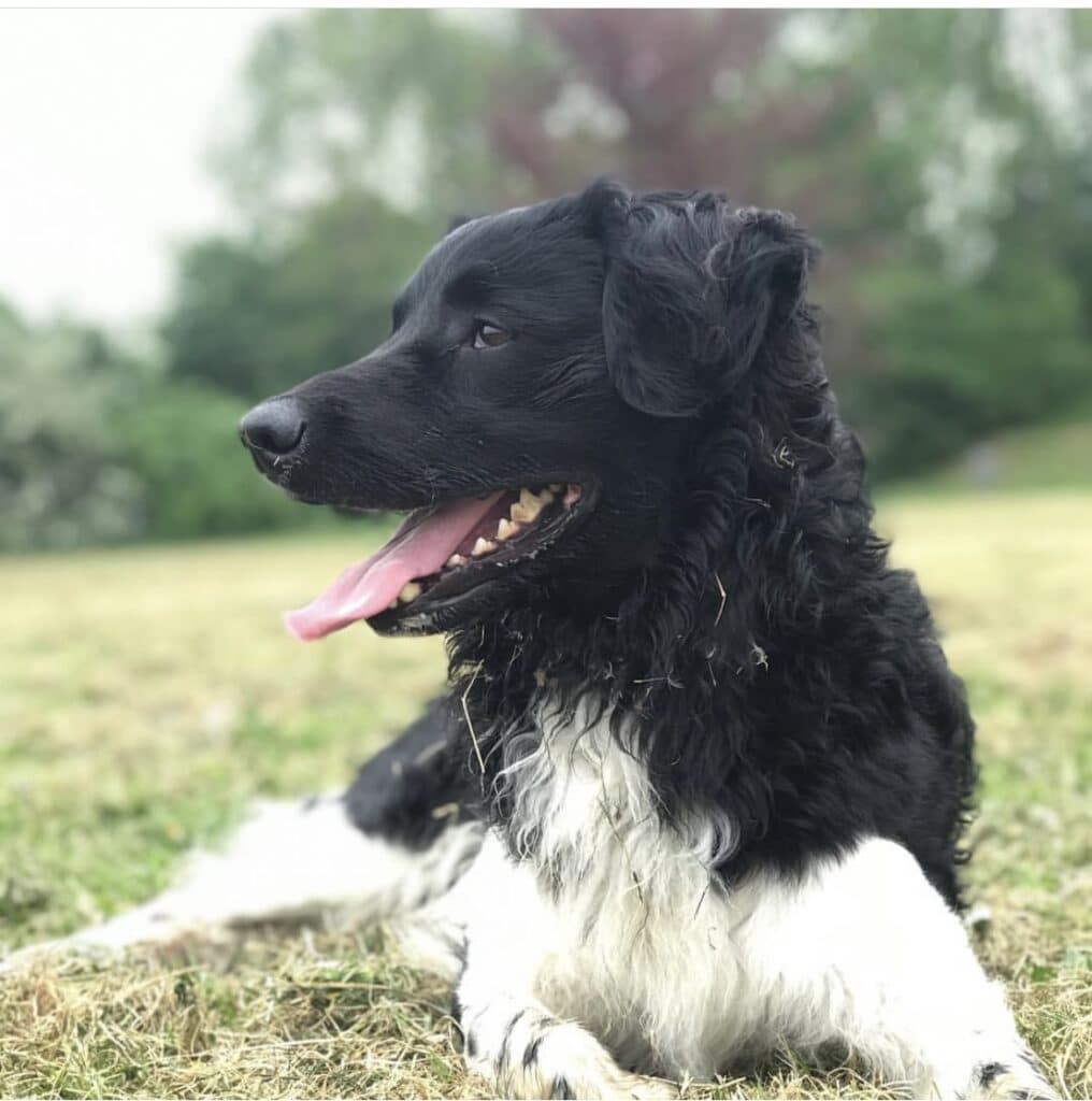 Stichting Zino Tyler