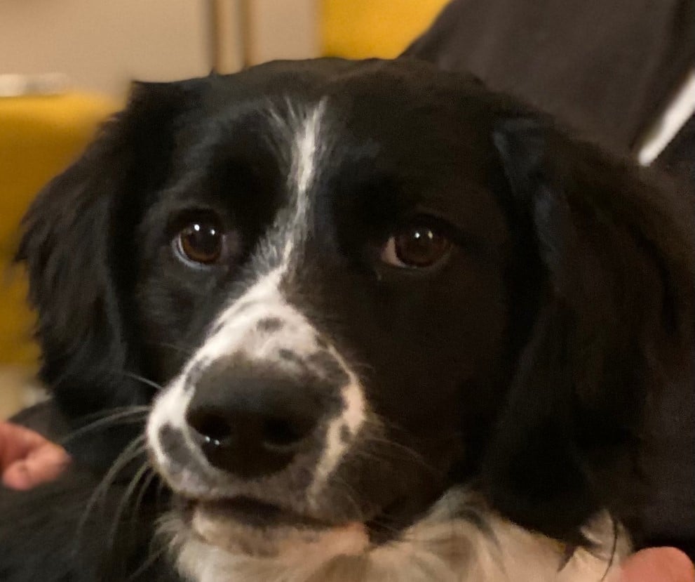 Stichting Zino Tommie