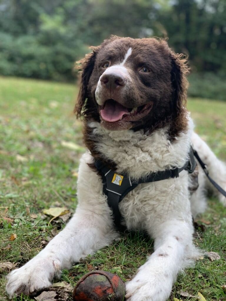 Stichting Zino Doede