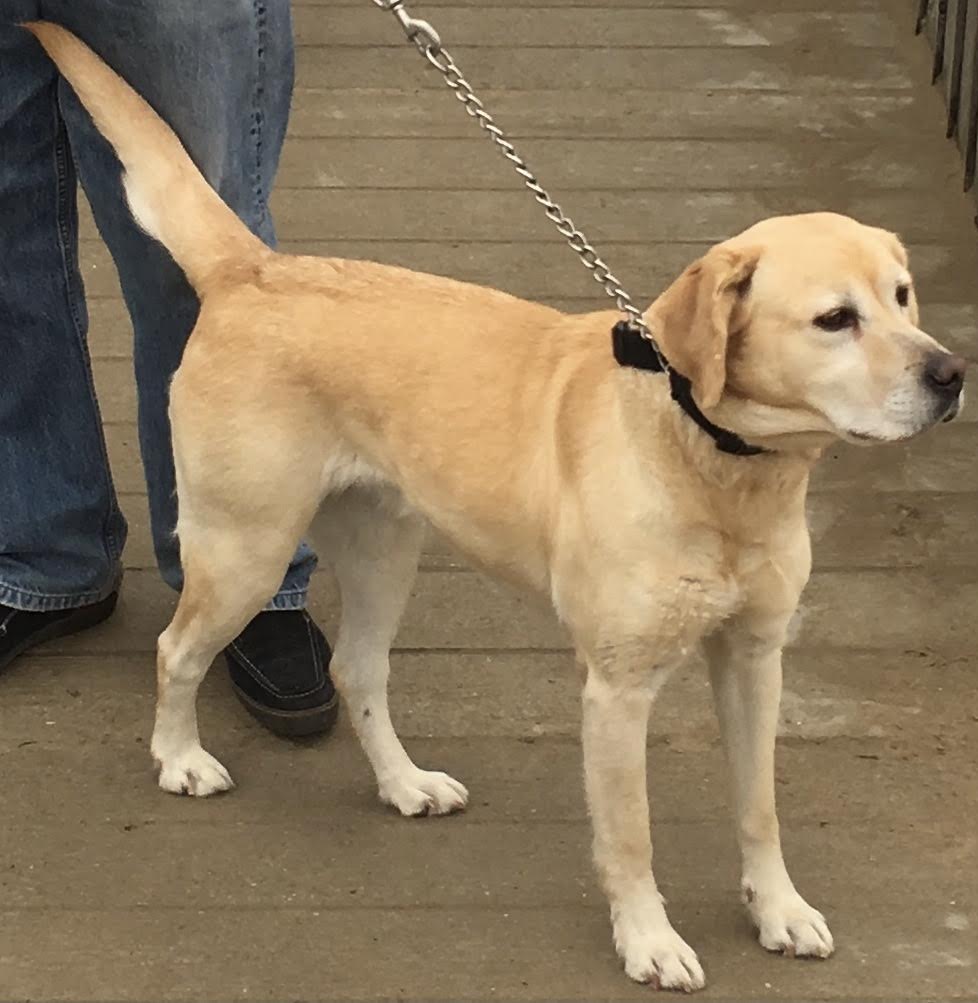 Stichting Zino Tessa