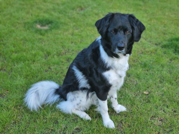 Stichting Zino Boris Beer