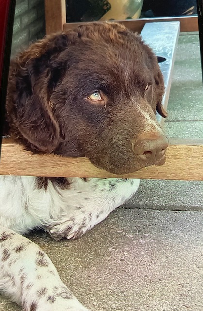 Stichting Zino Jabik