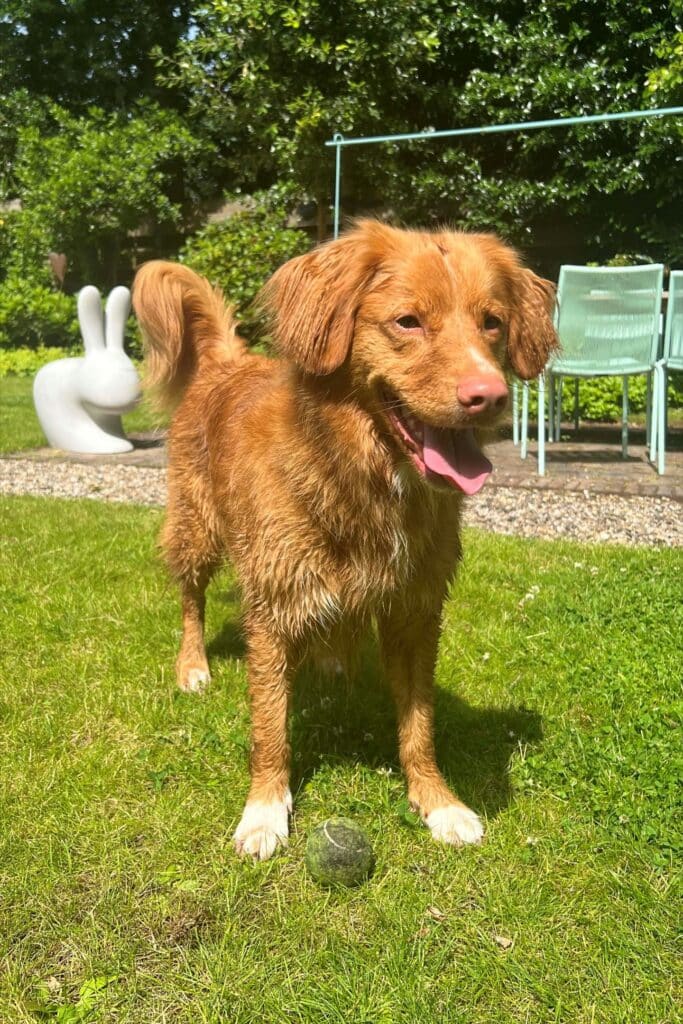 Stichting Zino Charlie