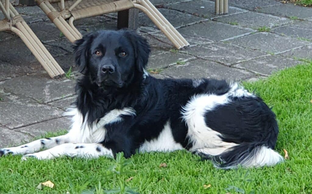 Stichting Zino Dauwe