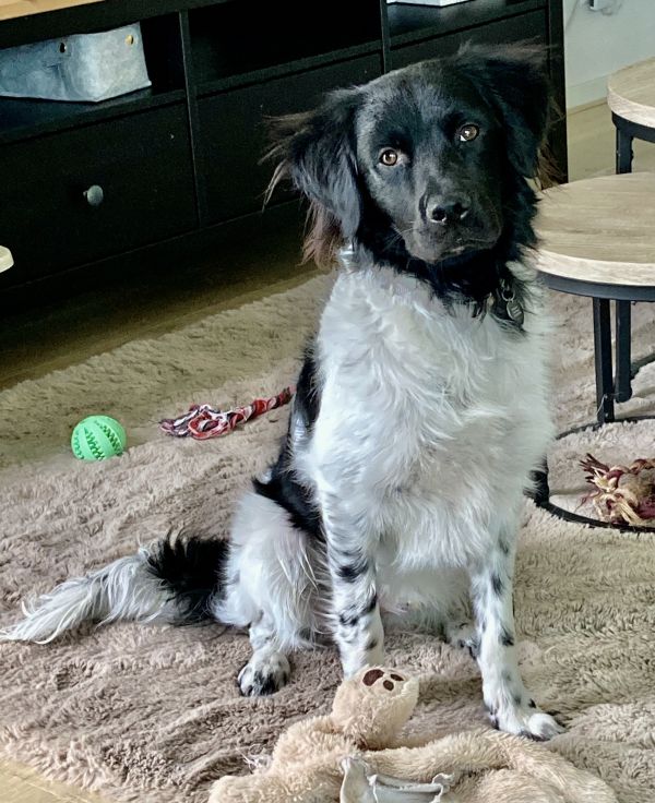 Stichting Zino Gizmo