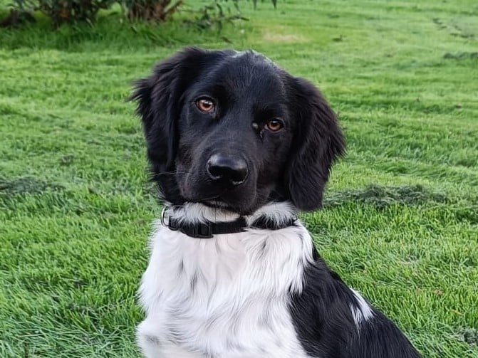 Stichting Zino Dries