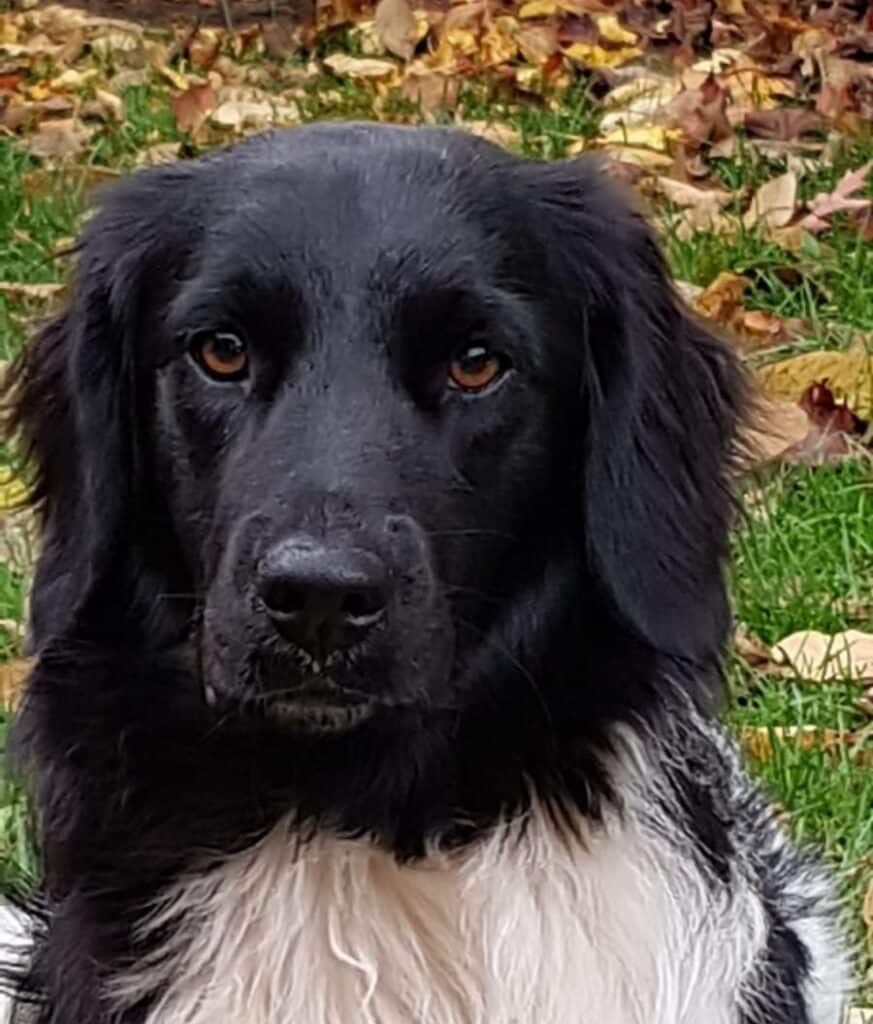 Stichting Zino Molly