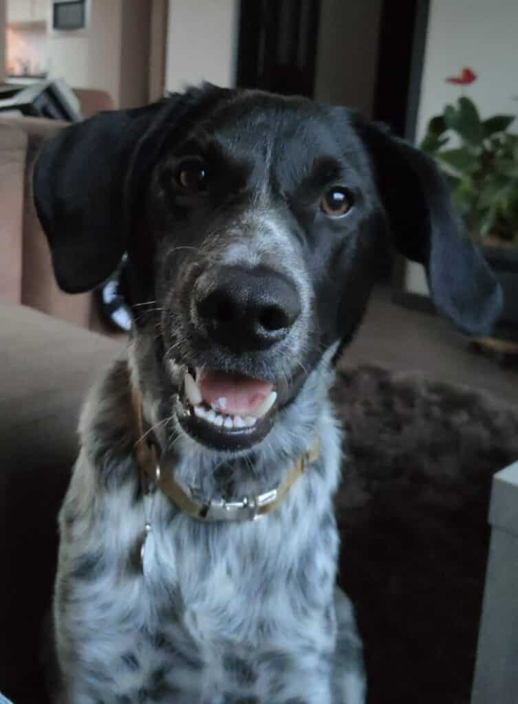 Stichting Zino Bikkel