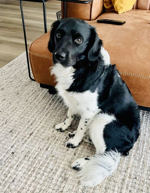 Stichting Zino Silas