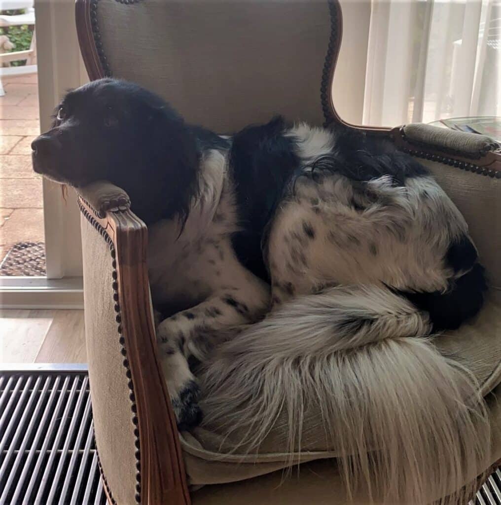 Stichting Zino Rosie