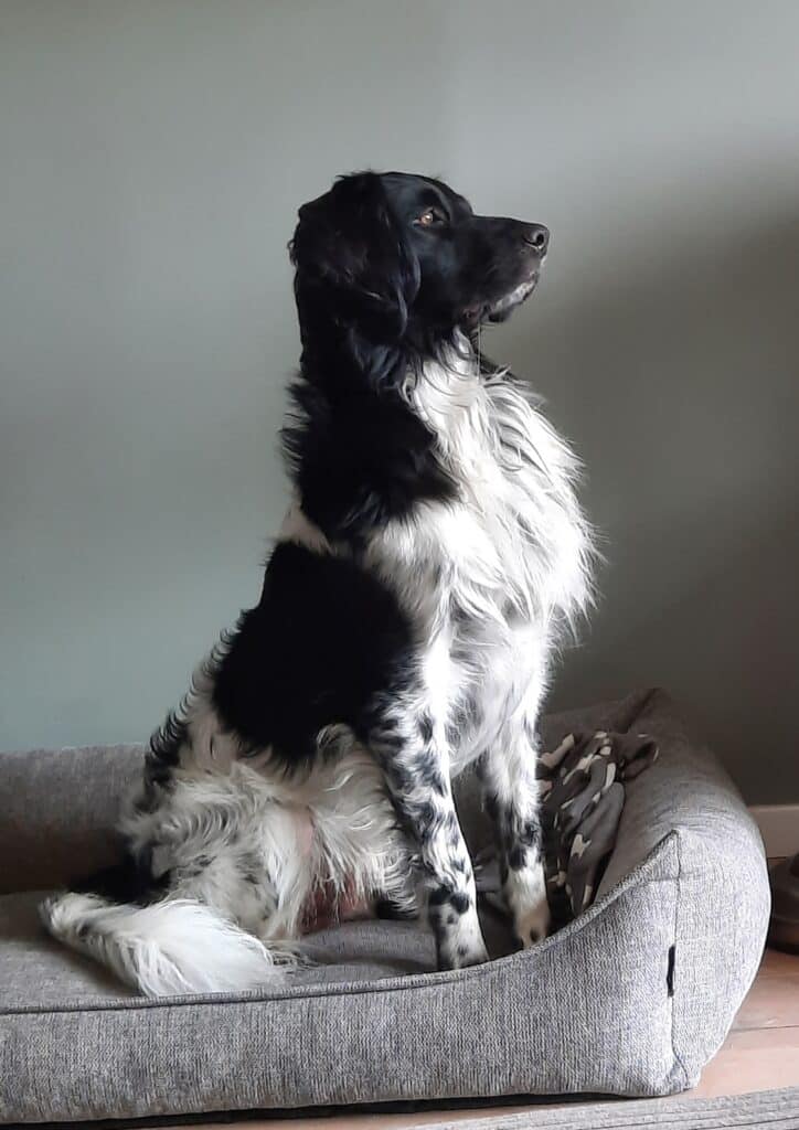 Stichting Zino Bowie