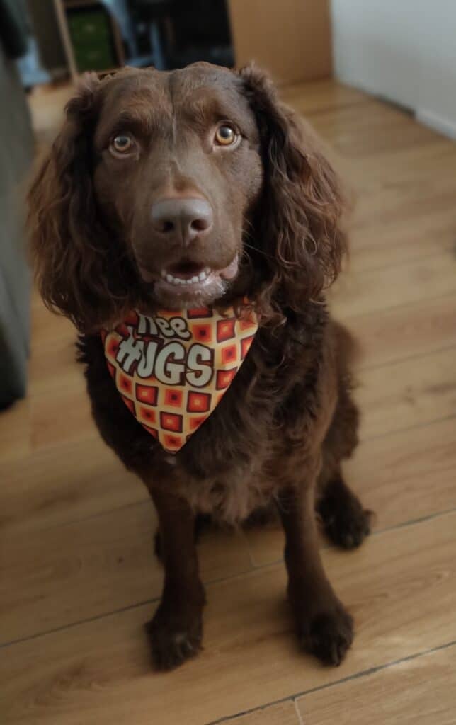 Stichting Zino Hidde