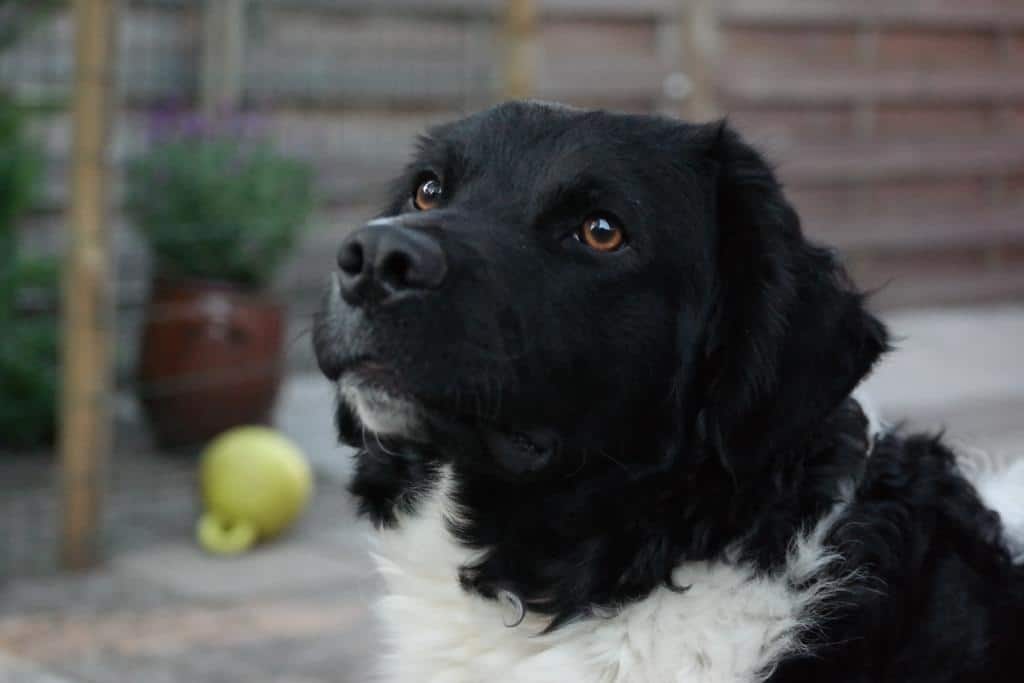 Srichting Zino Tjibbe