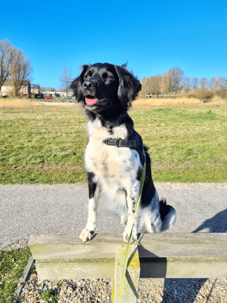 Stichting Zino Djura