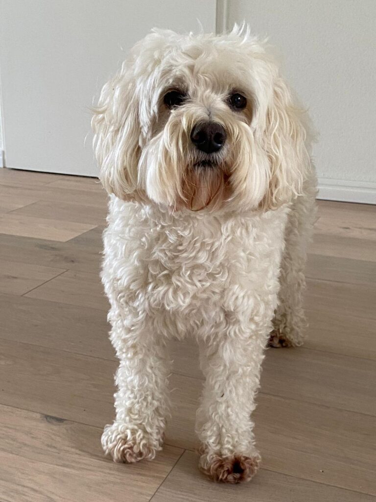 Stichting Zino Tommie