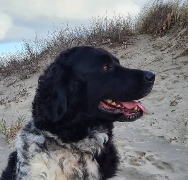 Stichting Zino Seppe