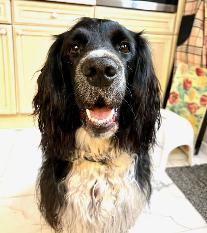 Stichting Zino Wolke