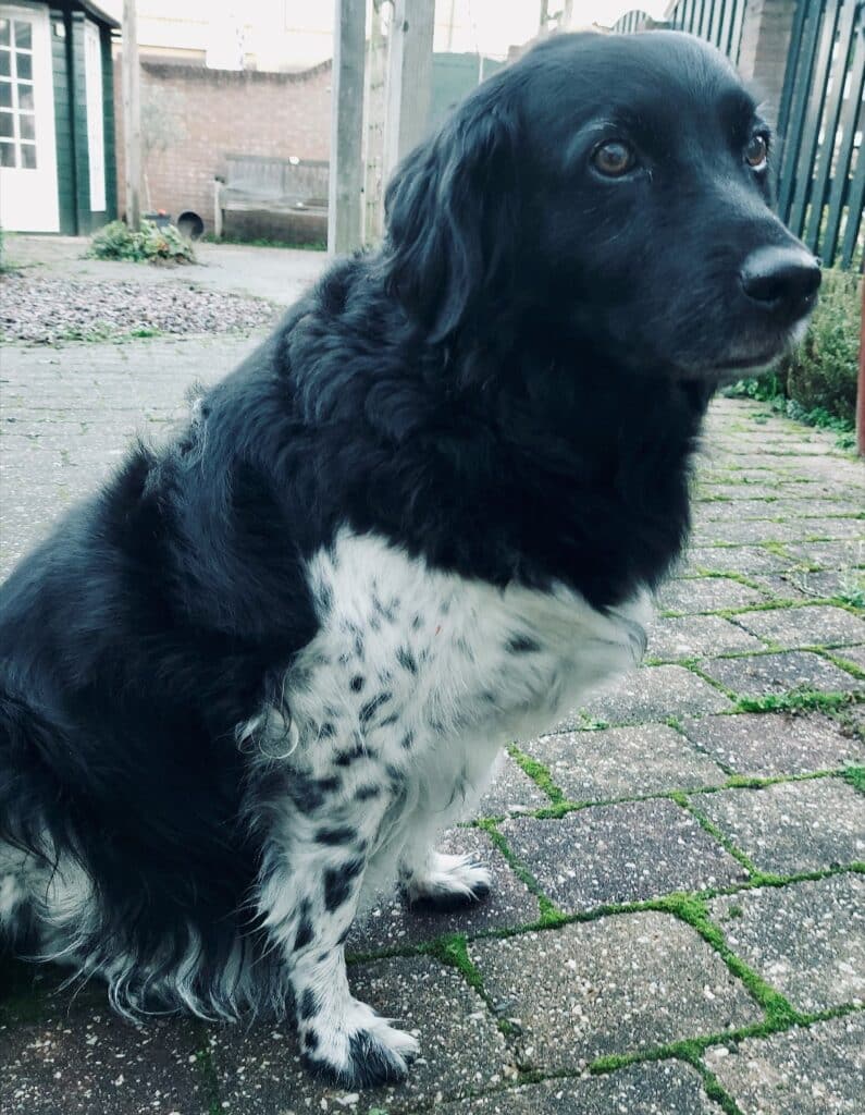 Stichting Zino Floortje