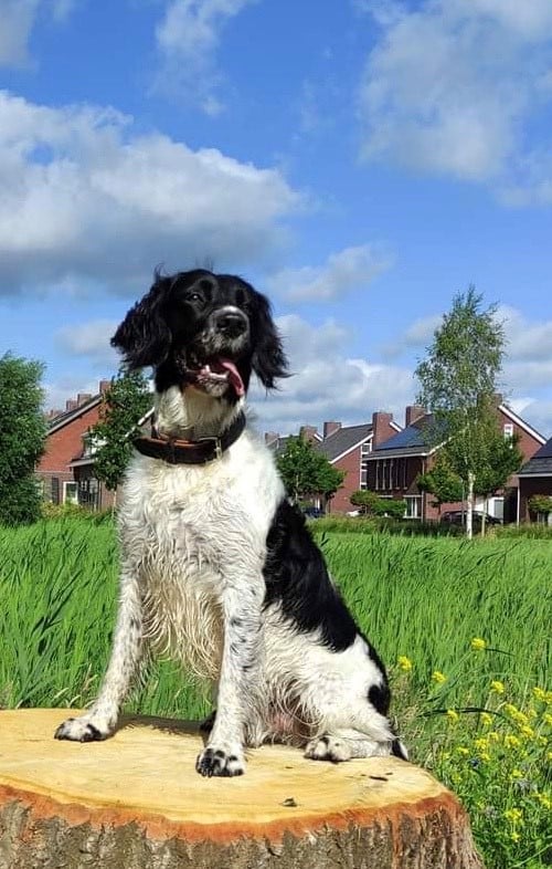 Stichting Zino Pablo