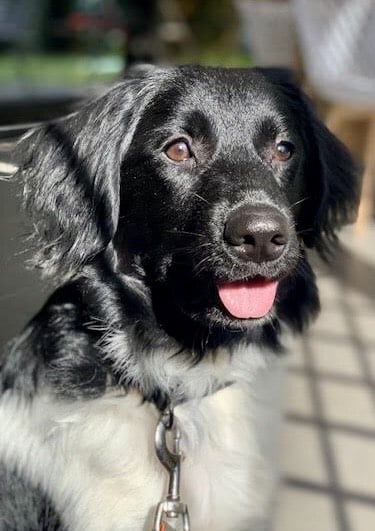 Stichting Zino Pippa