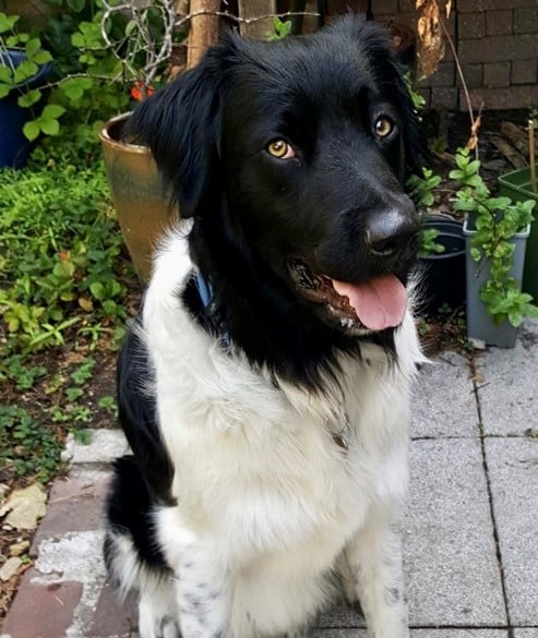 Stichting Zino Jelle