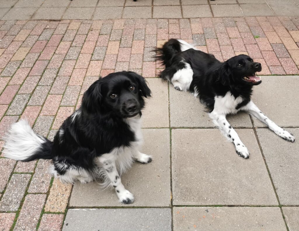 Stichting Zino Milo en Nero