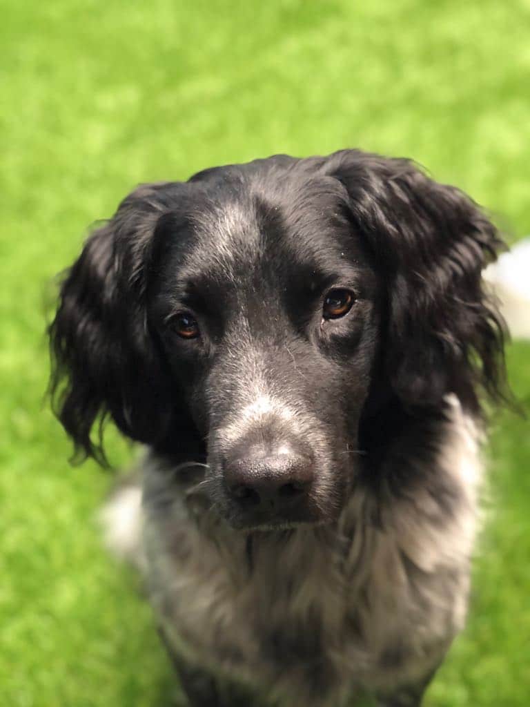 Stichting Zinno Boppe